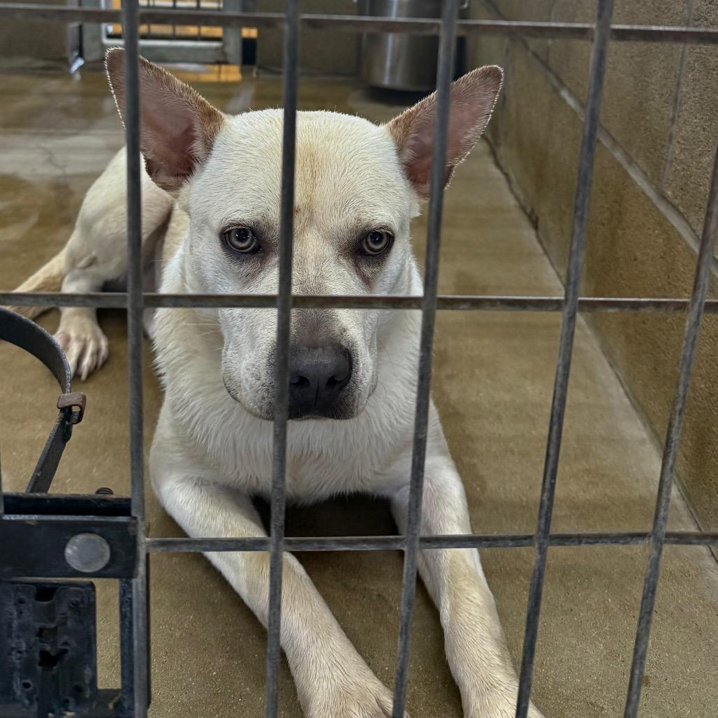 Enlarge Yeti, a Adoptable mixed breed in Floresville, TX image 6/6