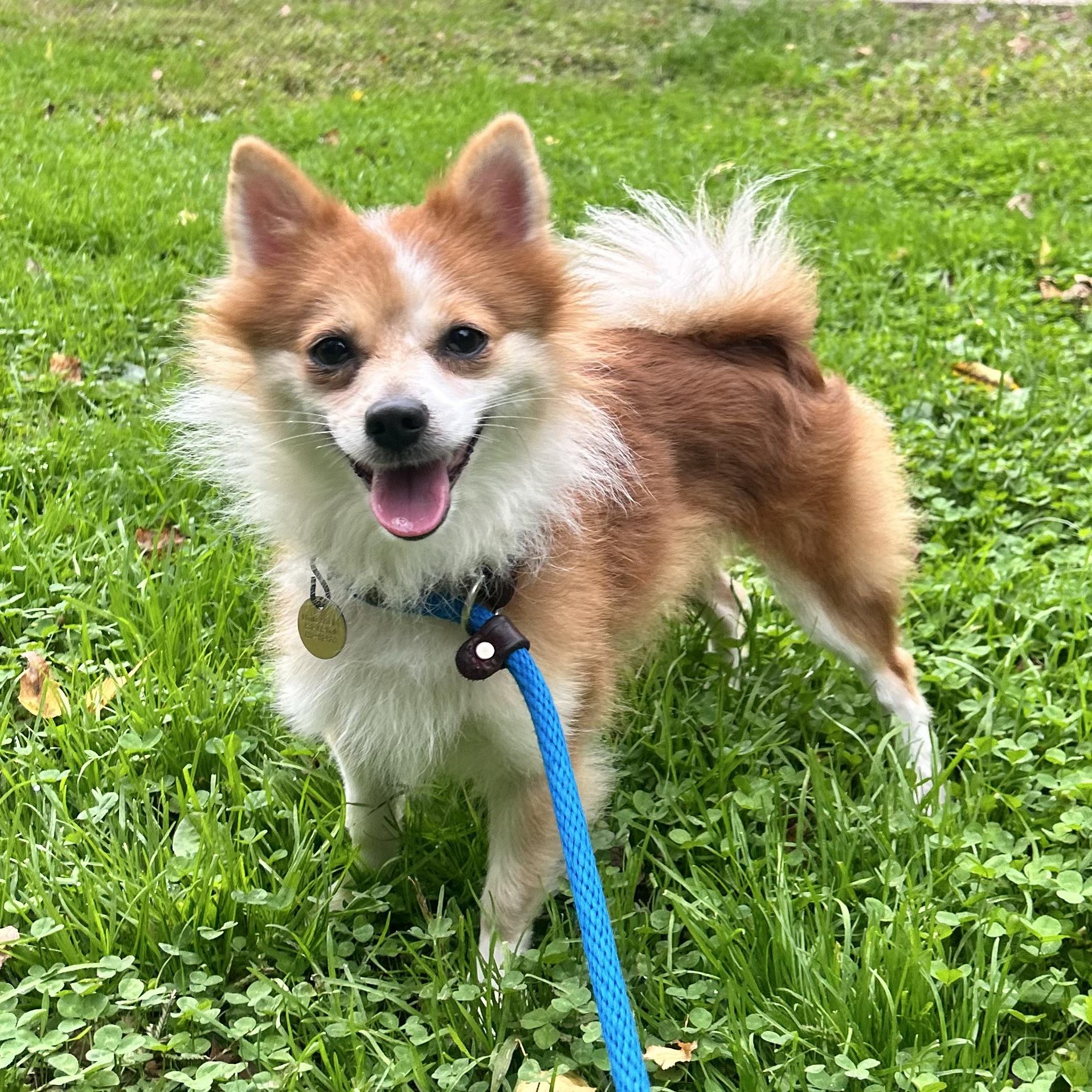Enlarge evee, a Adoptable mixed breed in Huntington, NY image 1/1