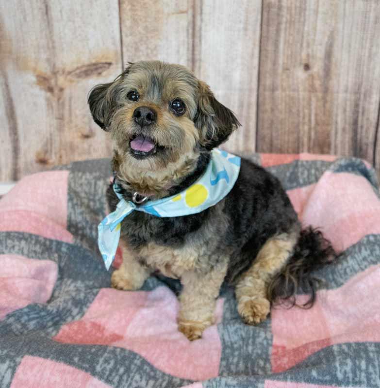 Enlarge Suri, a Adoptable mixed breed in Kennesaw, GA image 4/6