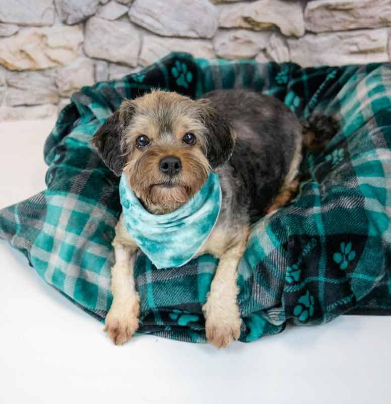 Enlarge Suri, a Adoptable mixed breed in Kennesaw, GA image 2/6