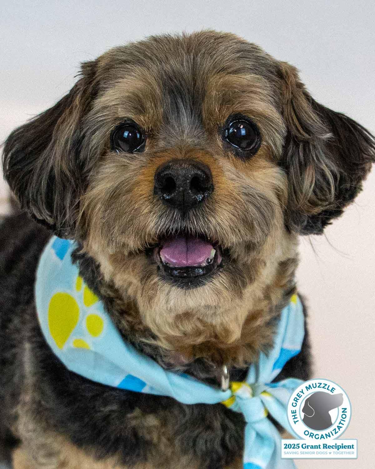 Enlarge Suri, a Adoptable mixed breed in Kennesaw, GA image 1/6