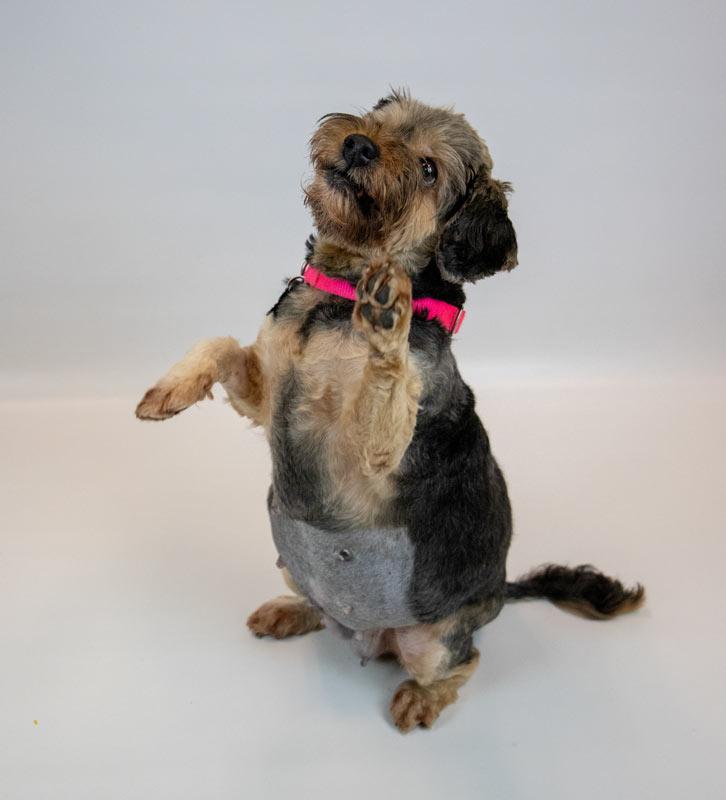 Enlarge Suri, a Adoptable mixed breed in Kennesaw, GA image 3/6