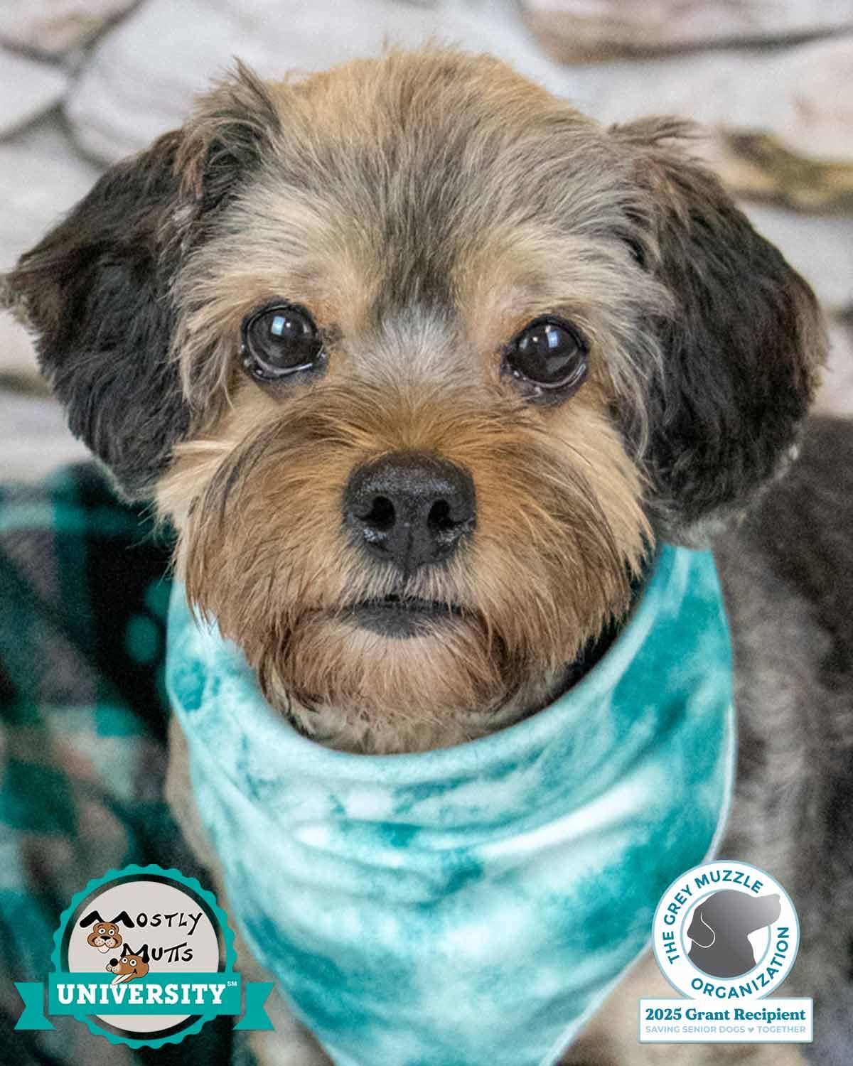 Suri, Adoptable, Senior Female Yorkshire Terrier & Silky Terrier.