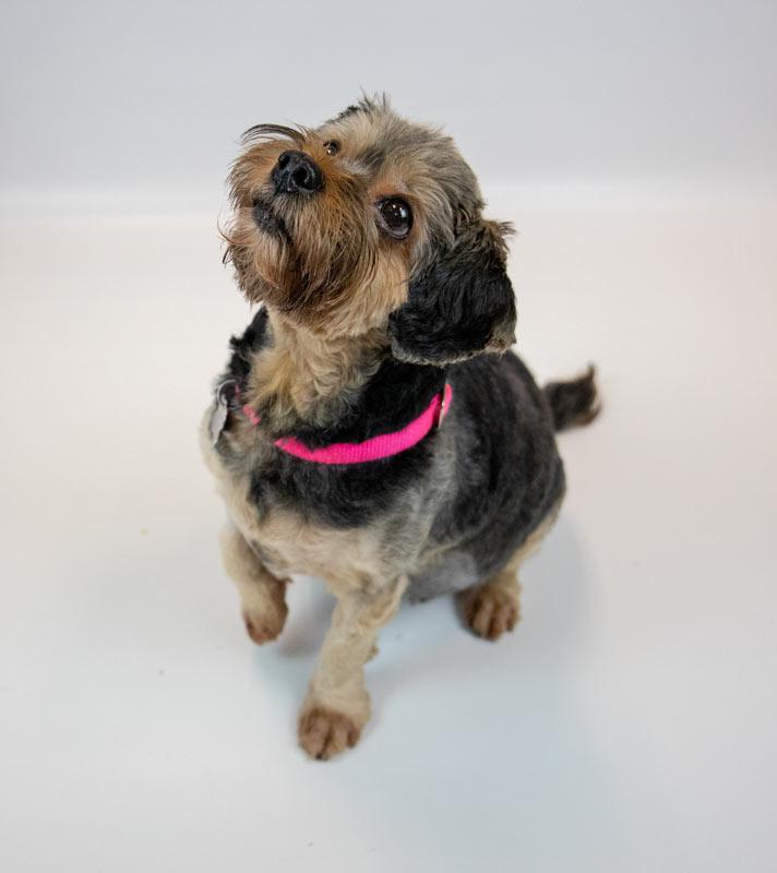 Enlarge Suri, a Adoptable mixed breed in Kennesaw, GA image 4/6