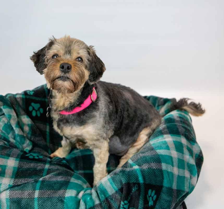 Enlarge Suri, a Adoptable mixed breed in Kennesaw, GA image 5/6