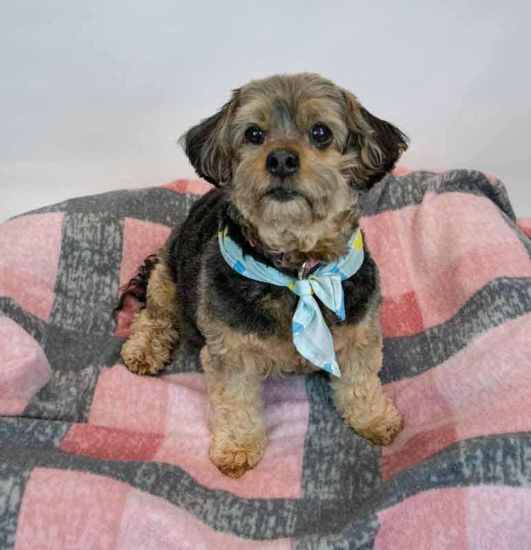 Enlarge Suri, a Adoptable mixed breed in Kennesaw, GA image 3/6