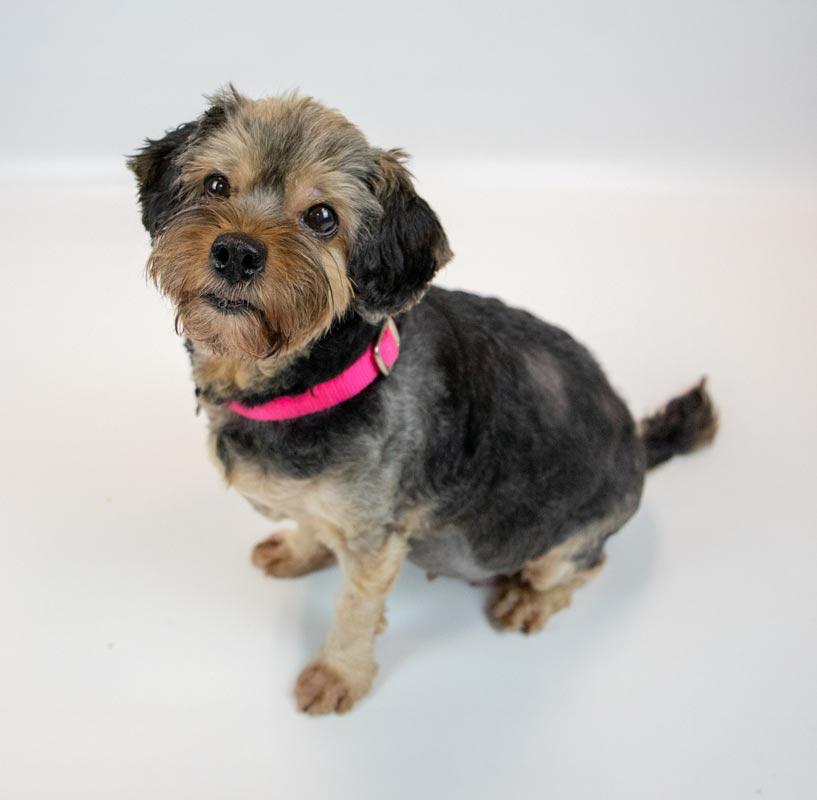 Enlarge Suri, a Adoptable mixed breed in Kennesaw, GA image 6/6