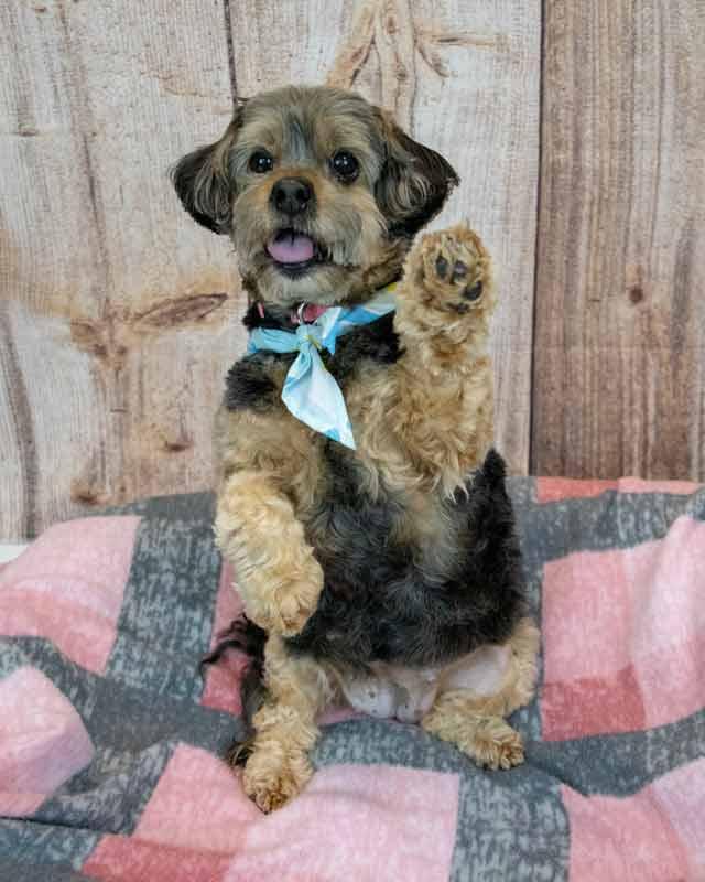 Enlarge Suri, a Adoptable mixed breed in Kennesaw, GA image 6/6