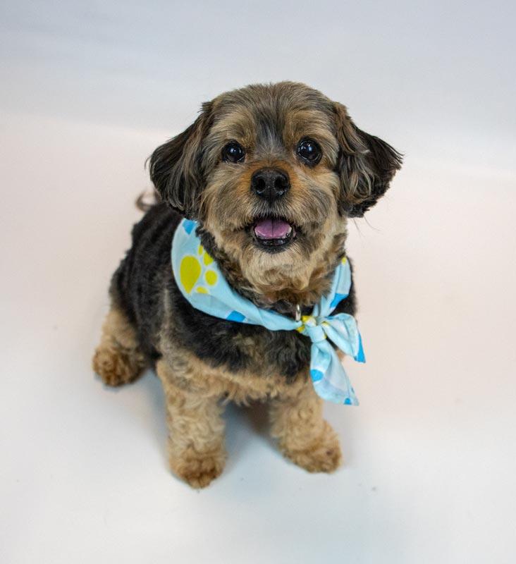 Enlarge Suri, a Adoptable mixed breed in Kennesaw, GA image 2/6