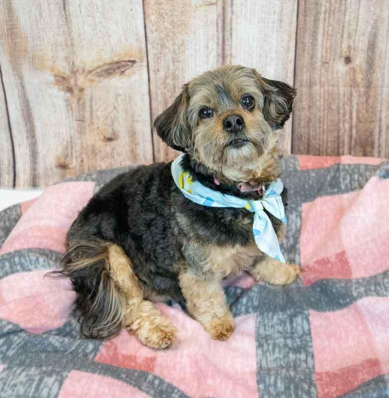 Enlarge Suri, a Adoptable mixed breed in Kennesaw, GA image 5/6