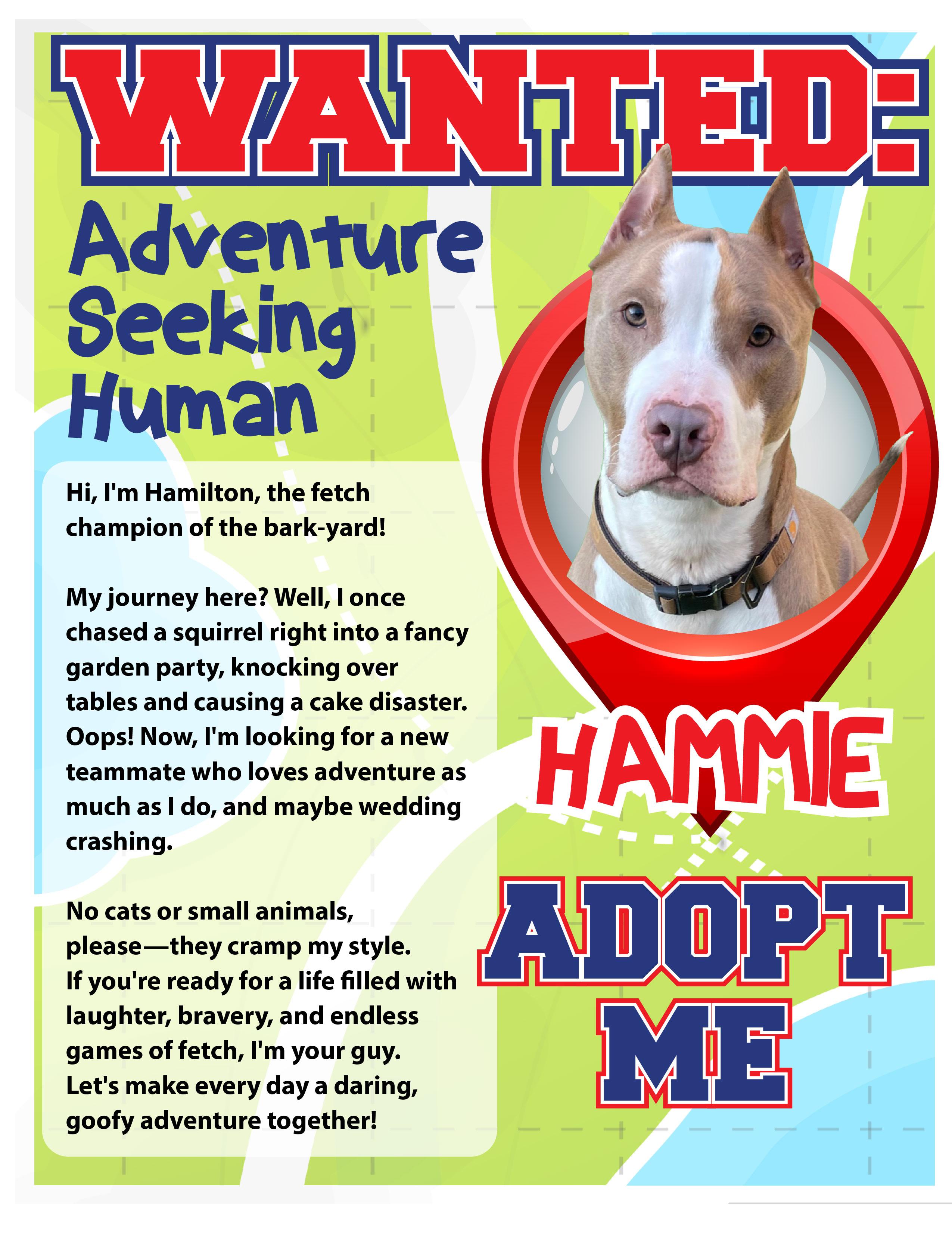 Enlarge HAMILTON, a ADOPTABLE mixed breed in Gardner, MA image 1/2