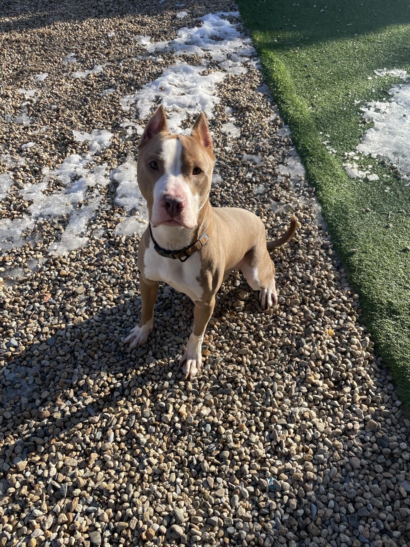 Enlarge HAMILTON, a ADOPTABLE mixed breed in Gardner, MA image 2/2