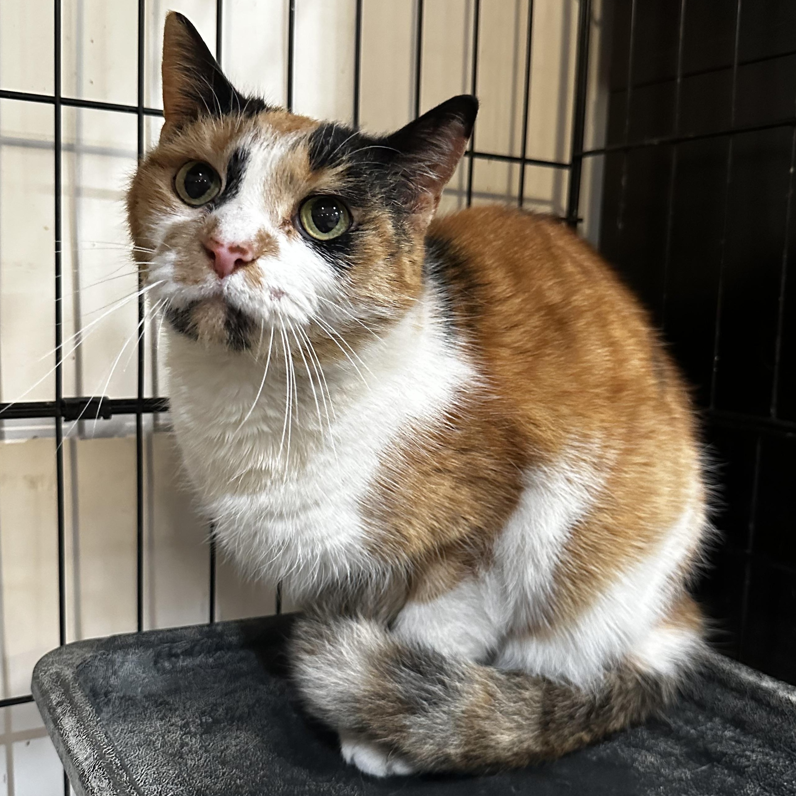 Enlarge Pearl, a Adoptable mixed breed in Mechanicsville , MD image 1/1