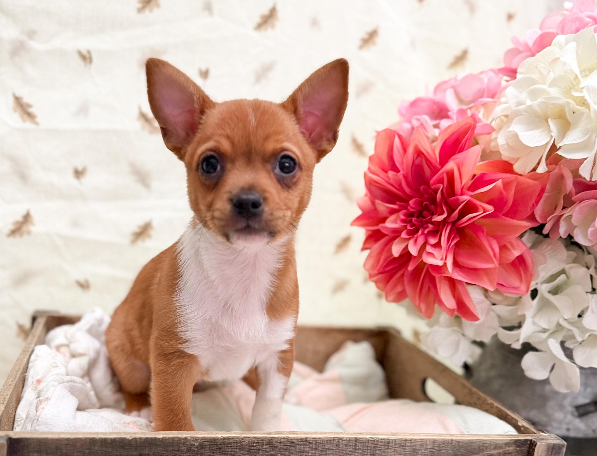 Squirrel , Adoptable, Puppy Male Pug & Chihuahua.