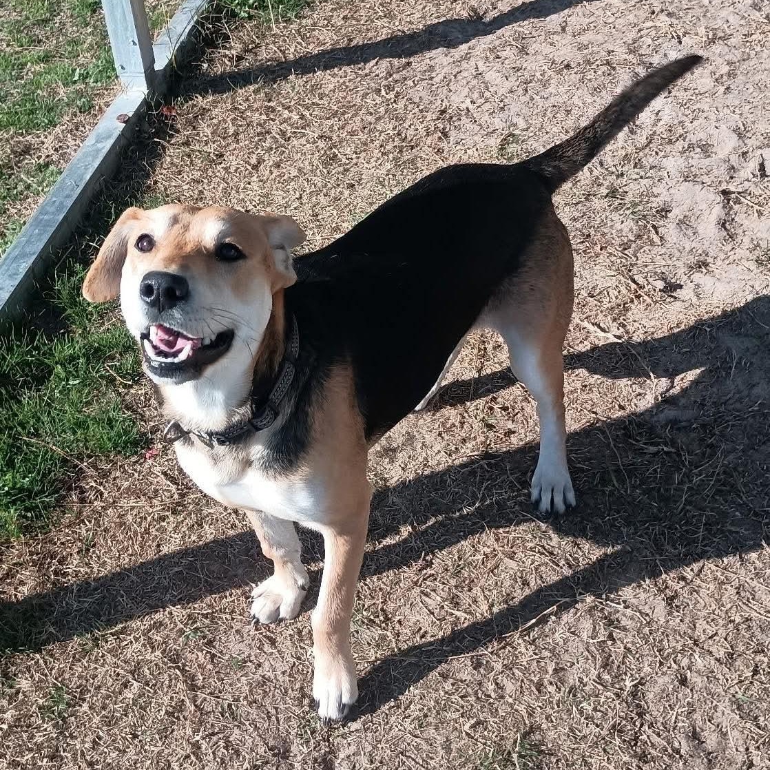 Winnie “Holly”, ADOPTABLE, Puppy Female Labrador Retriever & Shepherd.