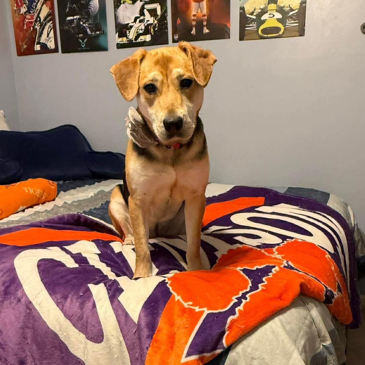 Winnie , ADOPTABLE, Puppy Female Labrador Retriever & Shepherd.