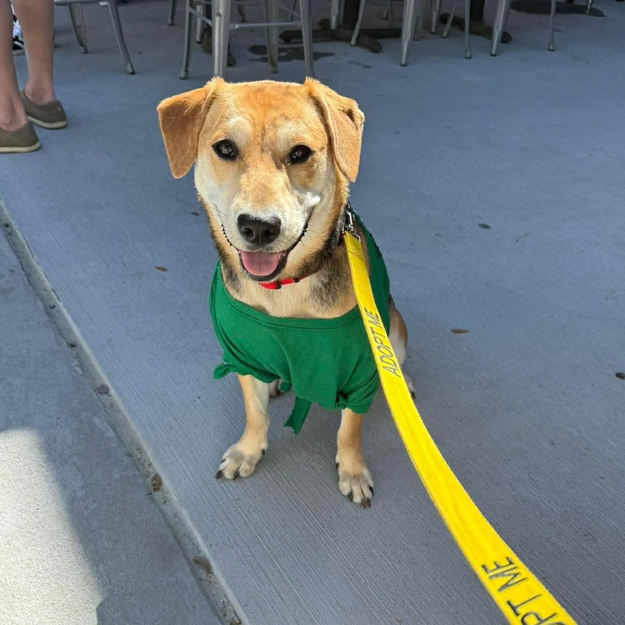 Enlarge Winnie , a ADOPTABLE mixed breed in Wando, SC image 3/6