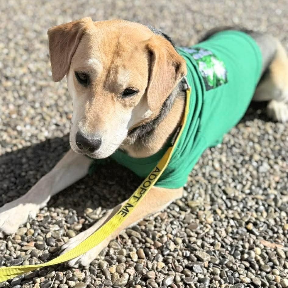 Enlarge Winnie , a ADOPTABLE mixed breed in Wando, SC image 4/6