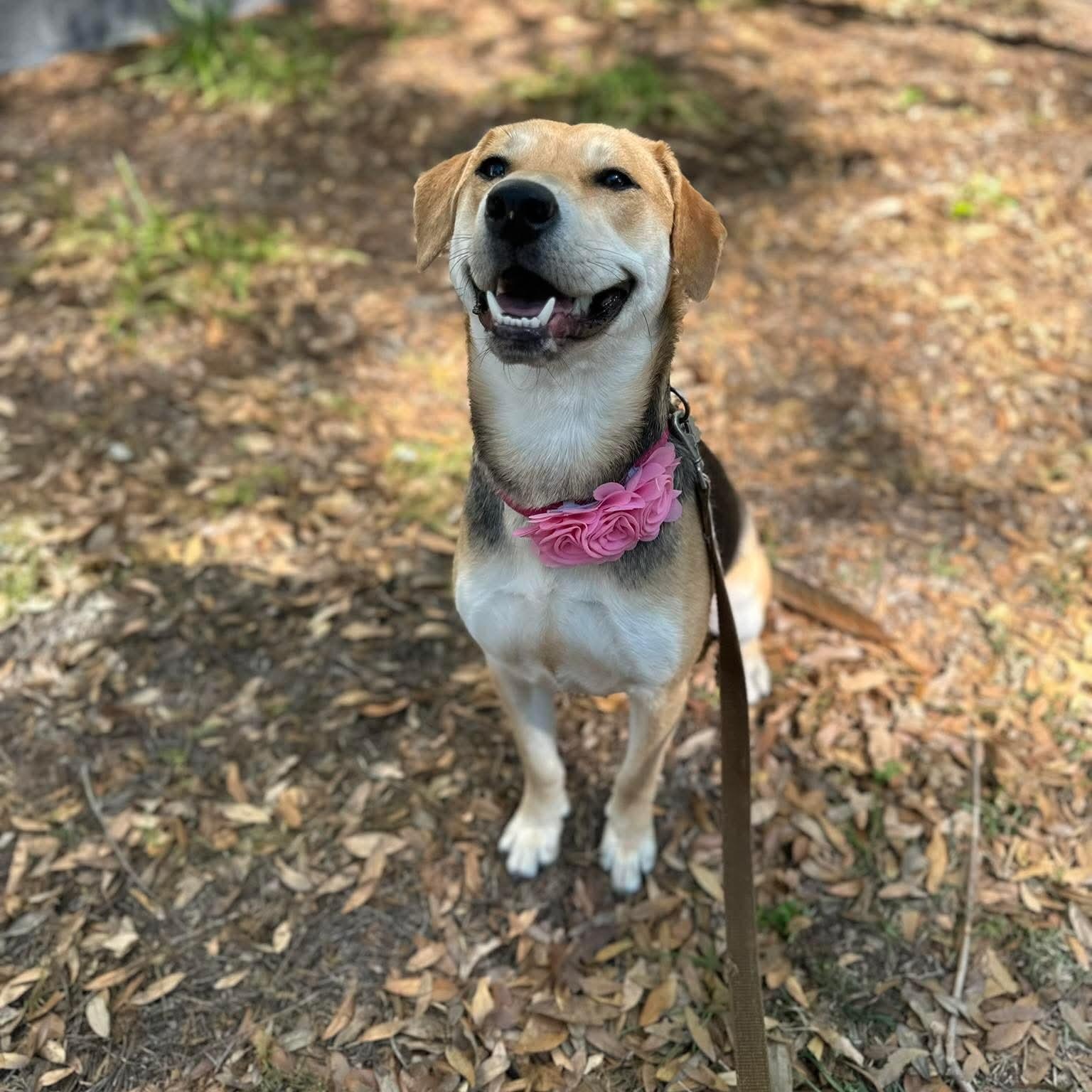 Enlarge Winnie , a ADOPTABLE mixed breed in Wando, SC image 1/6