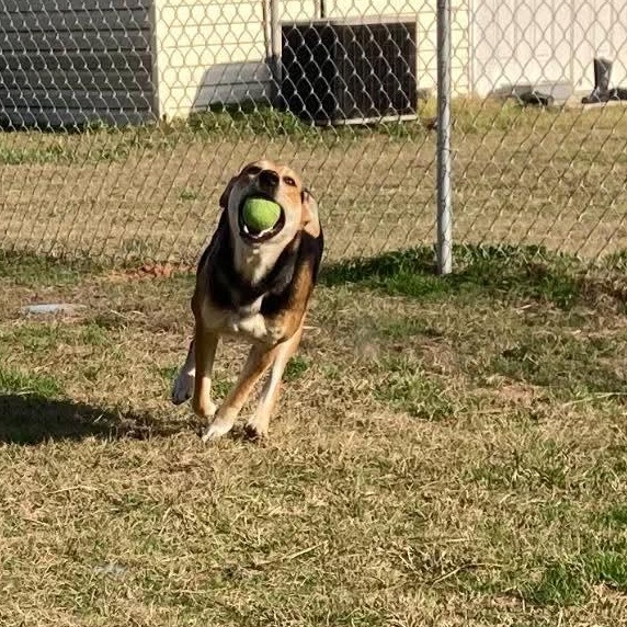 Enlarge Winnie “Holly”, a ADOPTABLE mixed breed in Wando, SC image 3/3