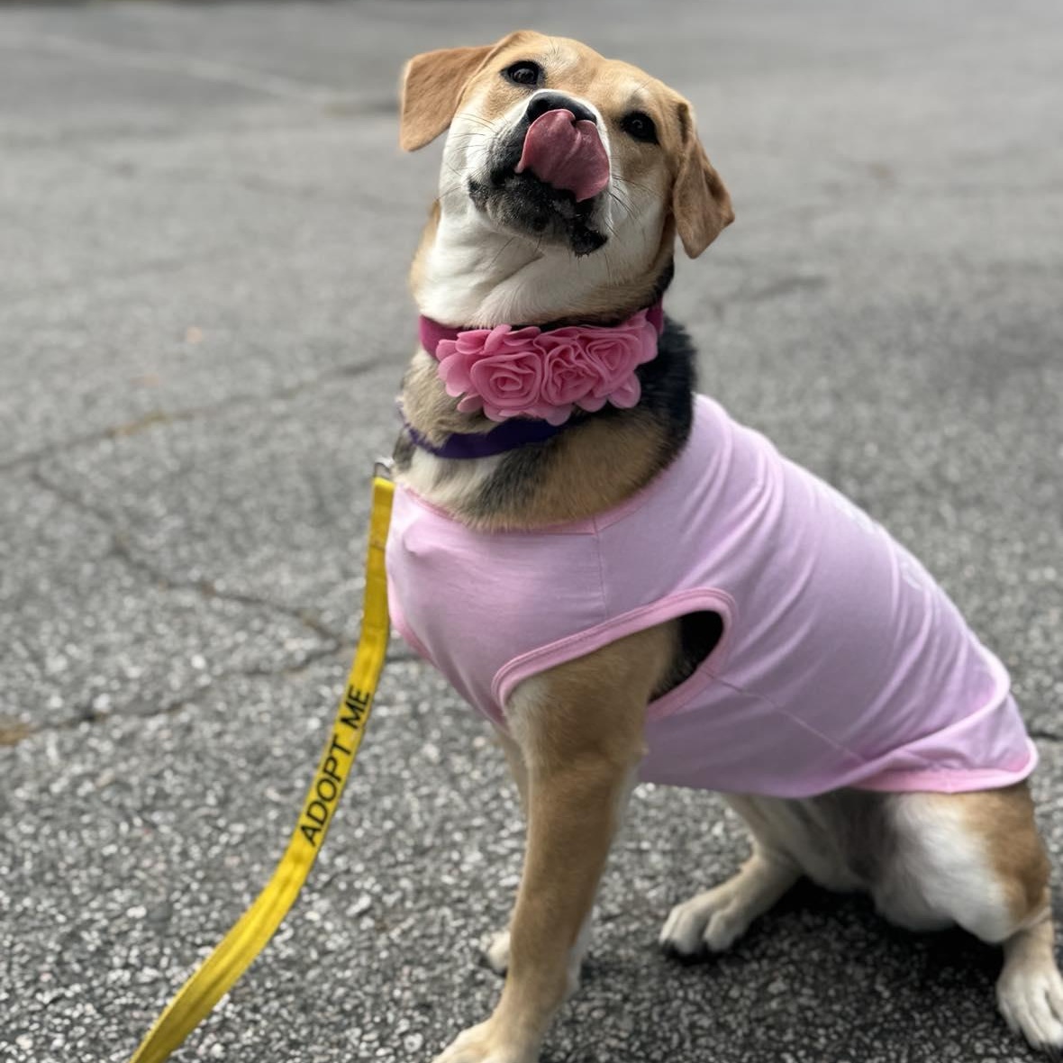 Enlarge Winnie , a ADOPTABLE mixed breed in Wando, SC image 2/6