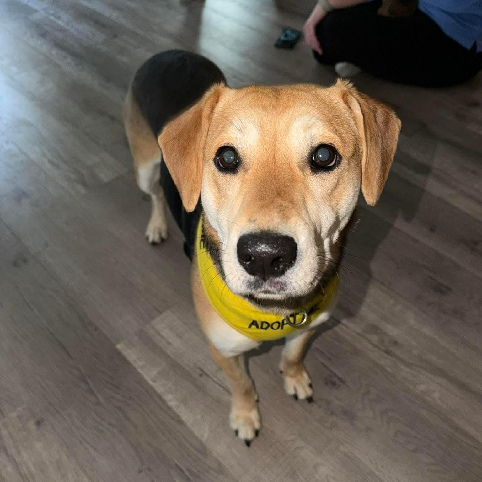 Winnie “Holly”, ADOPTABLE, Puppy Female Labrador Retriever & Shepherd.