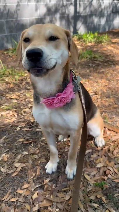 Enlarge Winnie , a ADOPTABLE mixed breed in Wando, SC video 6/6