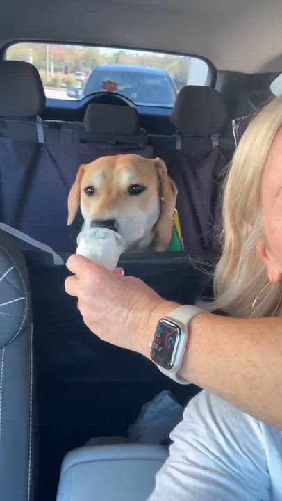 Enlarge Winnie , a ADOPTABLE mixed breed in Wando, SC video 2/6