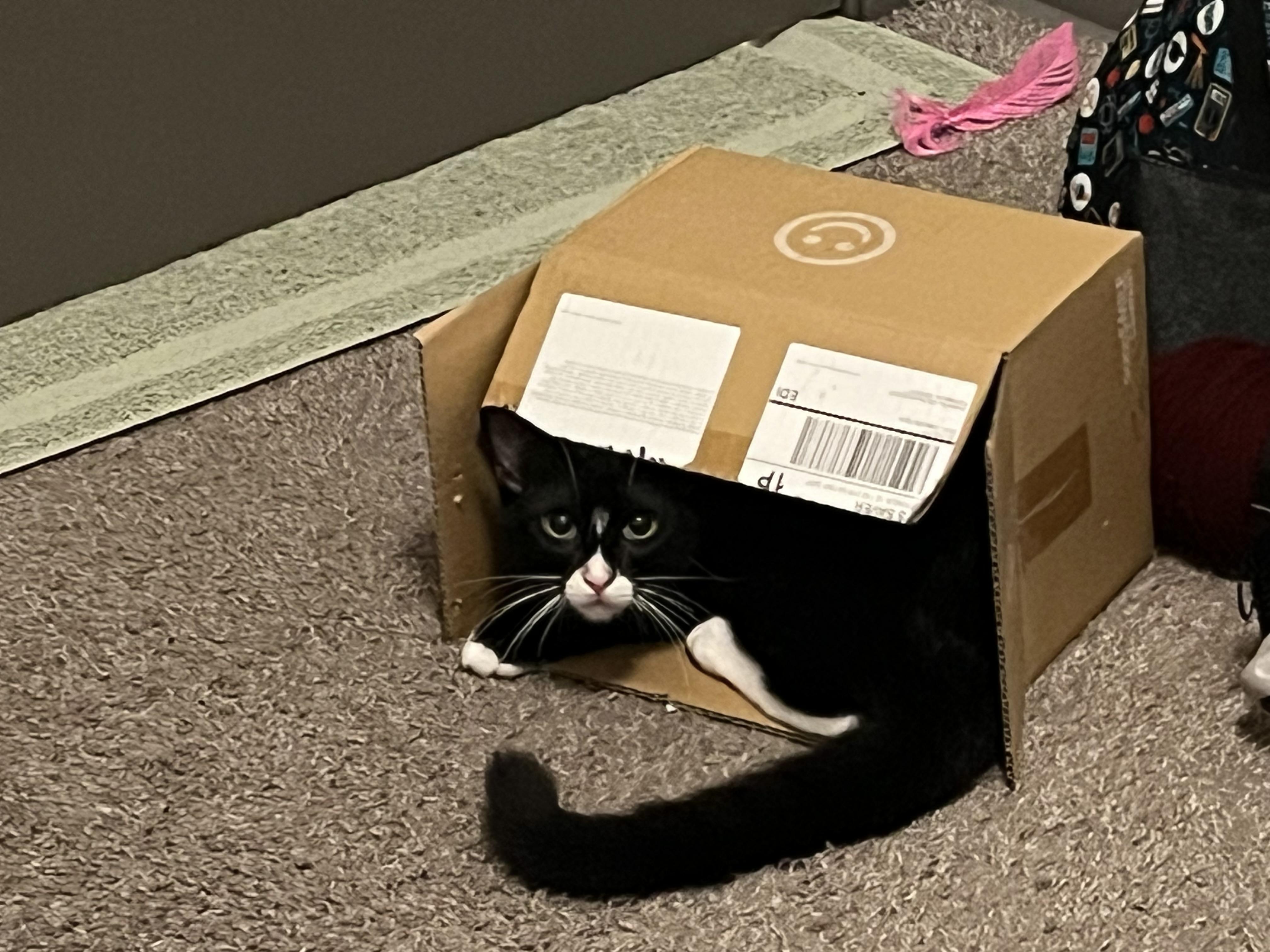 Enlarge Butternut, a ADOPTABLE Domestic Short Hair in Davis, CA image 2/4