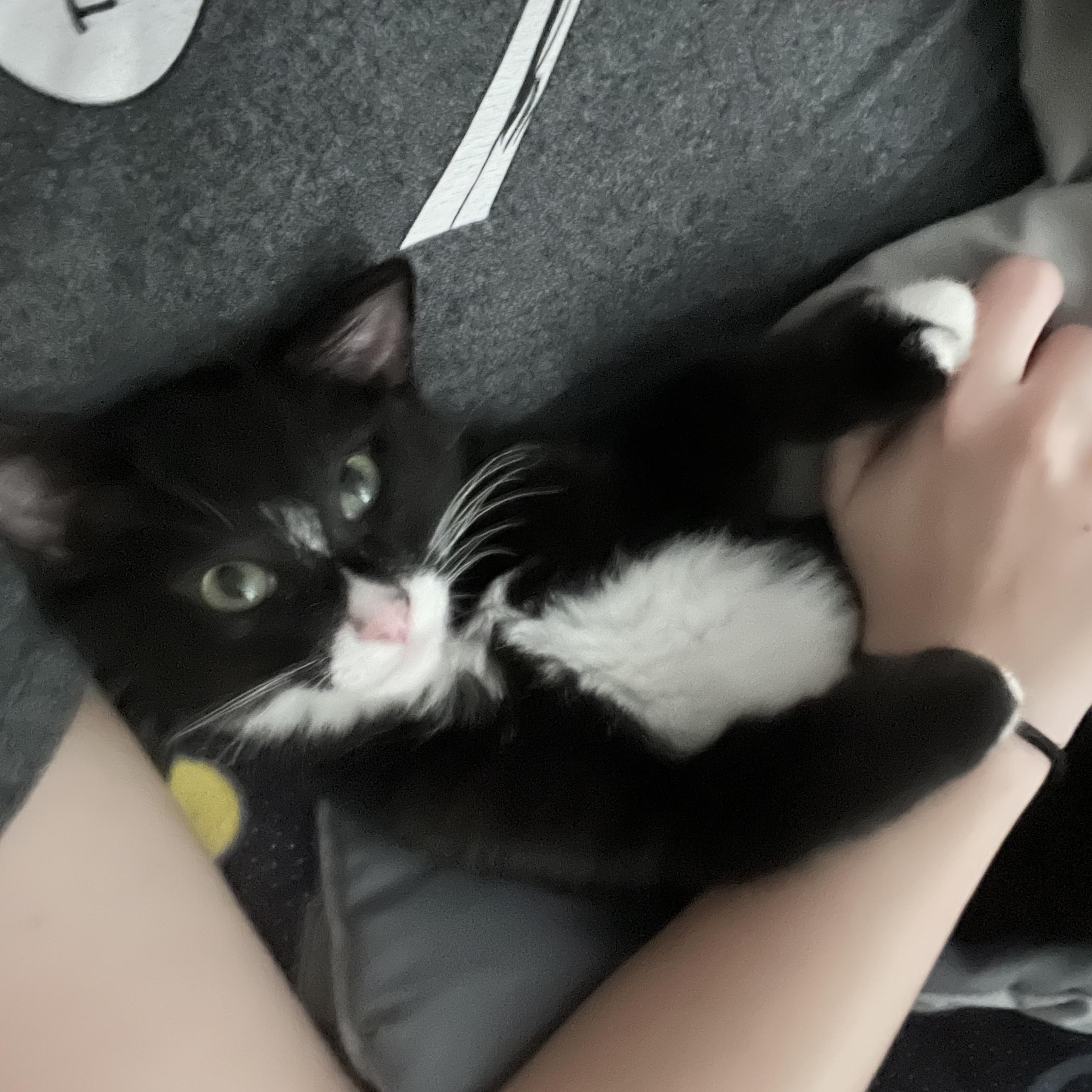 Enlarge Butternut, a ADOPTABLE Domestic Short Hair in Davis, CA image 4/4