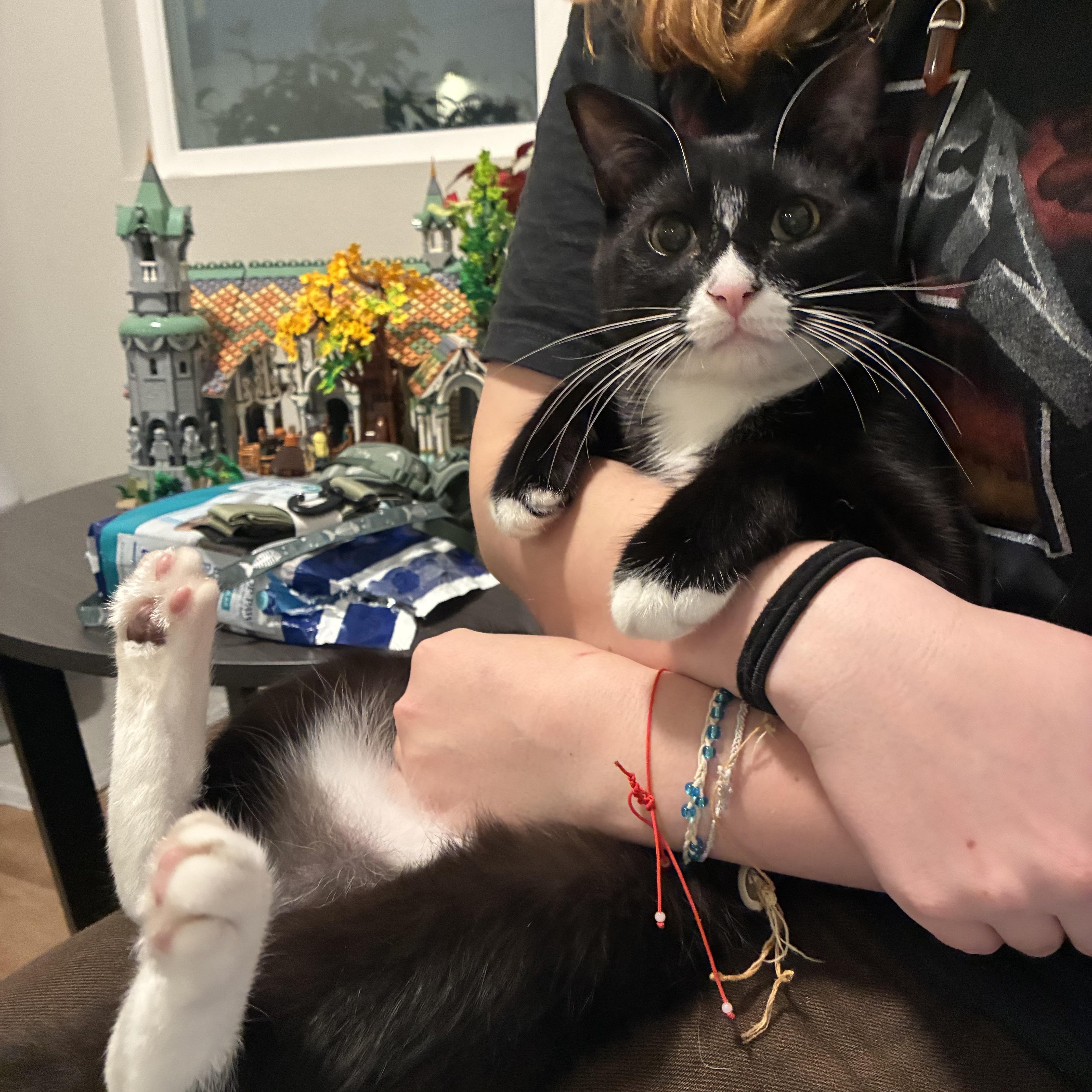 Enlarge Butternut, a ADOPTABLE Domestic Short Hair in Davis, CA image 5/5
