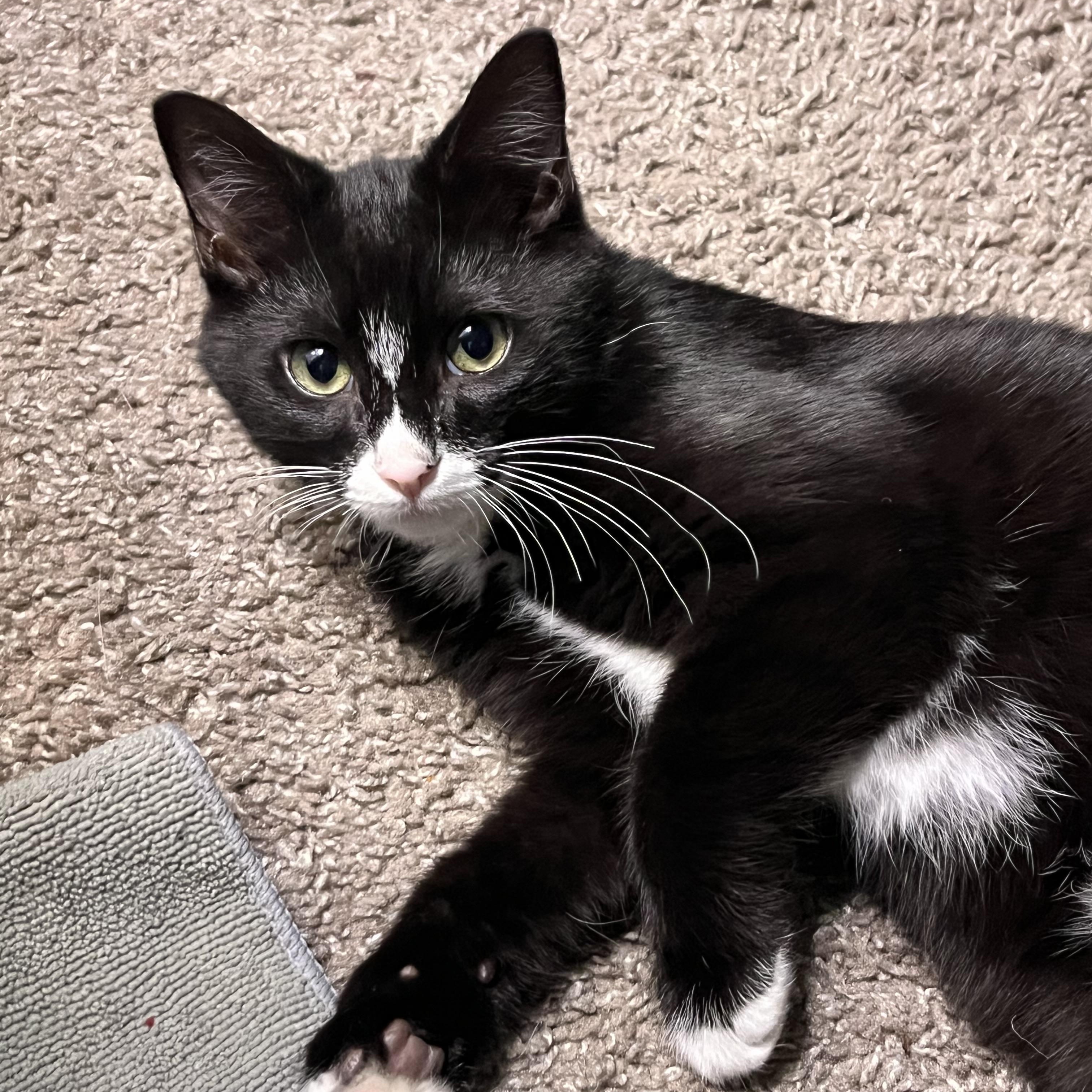 Enlarge Butternut, a ADOPTABLE Domestic Short Hair in Davis, CA image 1/4