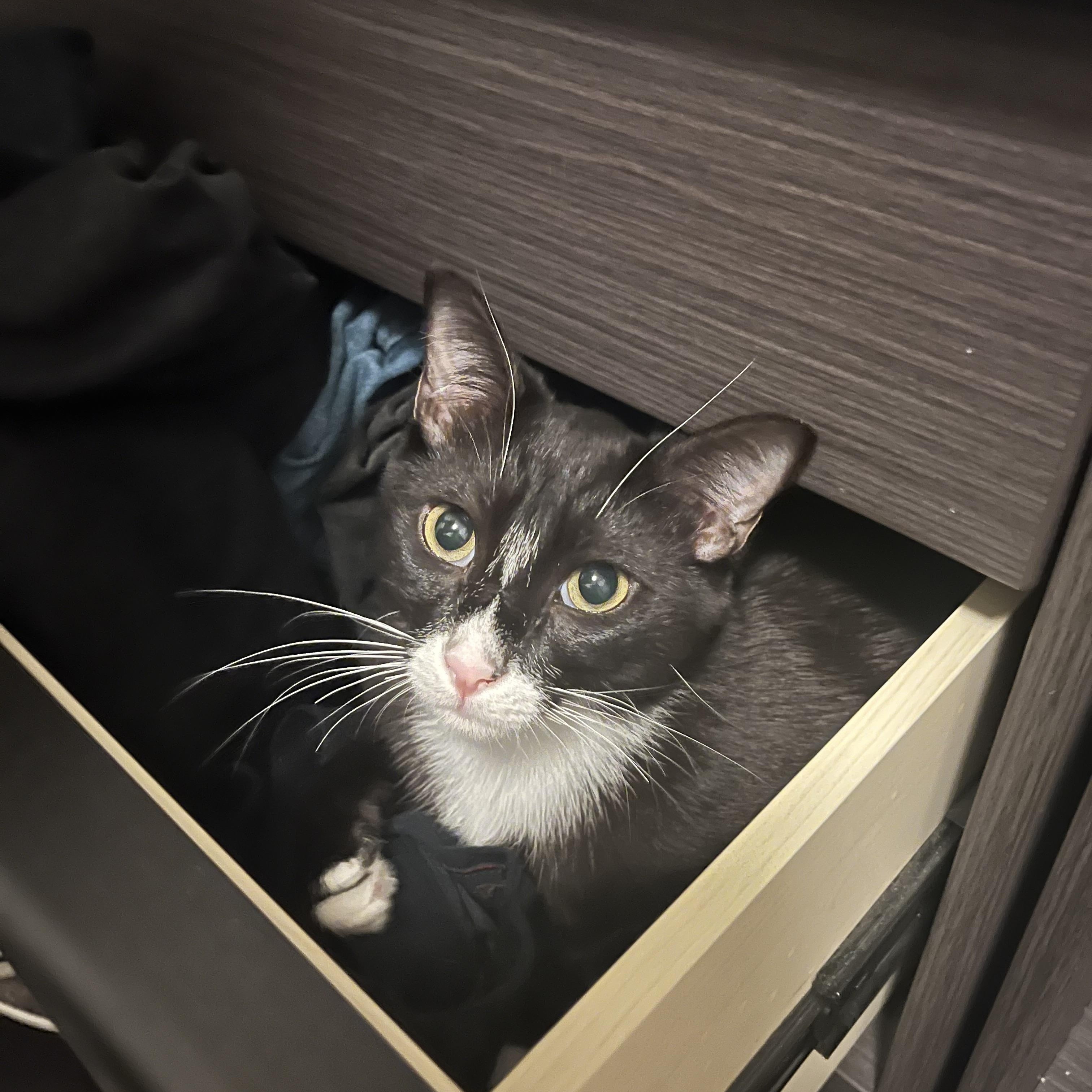 Enlarge Butternut, a ADOPTABLE Domestic Short Hair in Davis, CA image 3/4