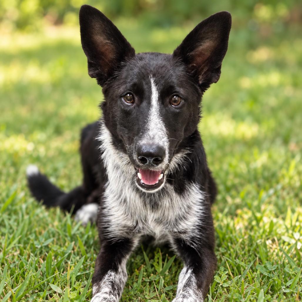Peyton, Adoptable, Young Female Border Collie & Mixed Breed.
