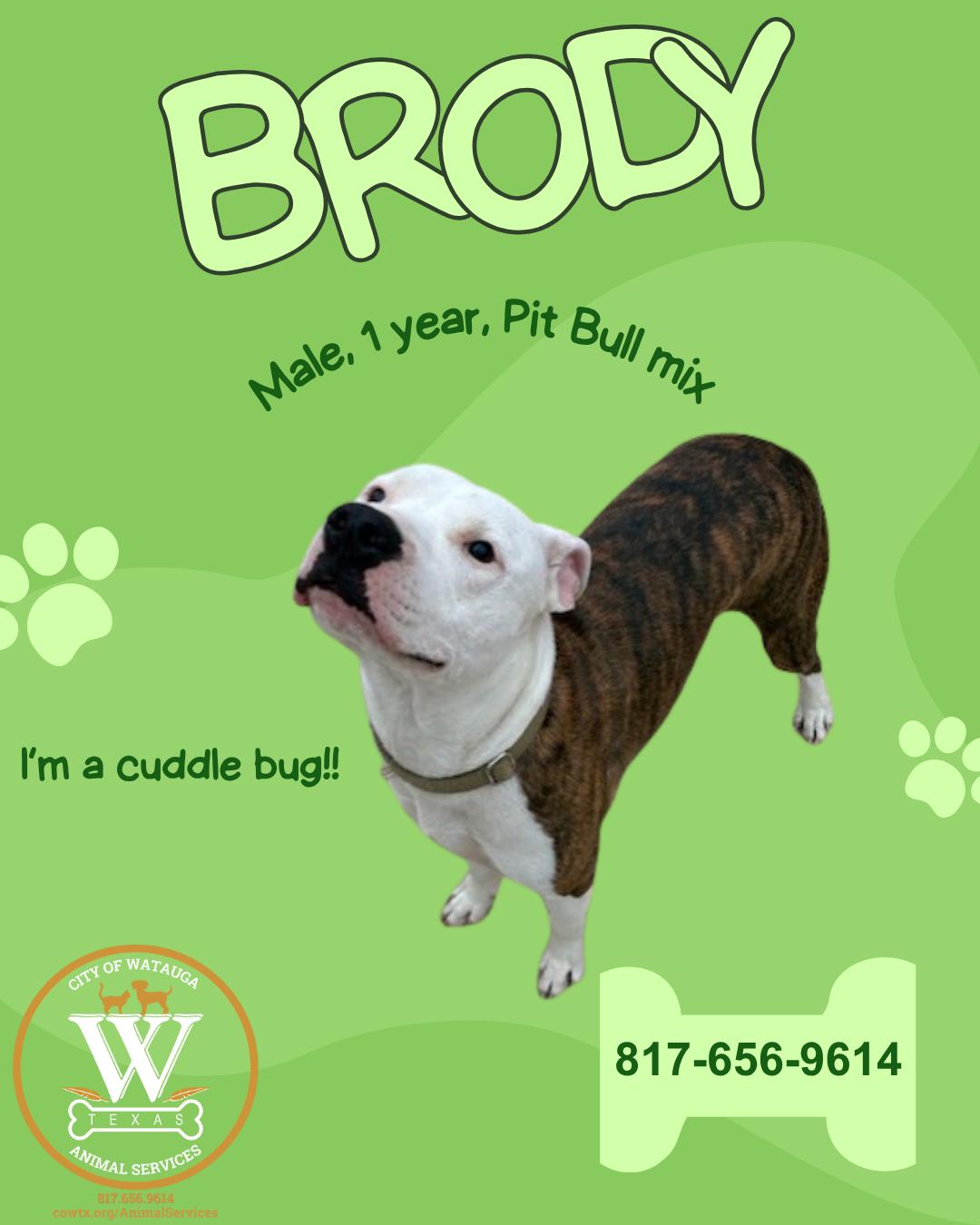 Brody, ADOPTABLE, Young Male Pit Bull Terrier.