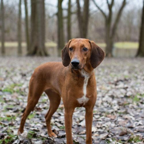 Enlarge Alma-Jo, a Adoptable mixed breed in Duart, ON image 1/5