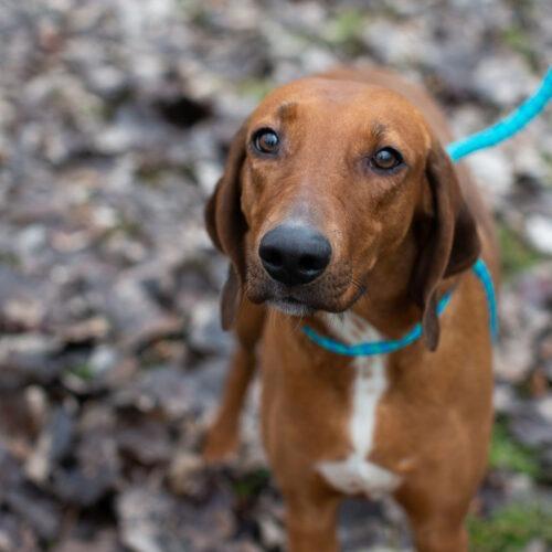 Alma-Jo, Adoptable, Young Female Foxhound & Redbone Coonhound.