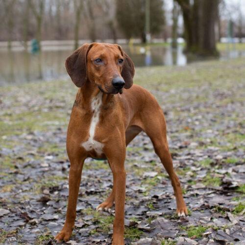 Enlarge Alma-Jo, a Adoptable mixed breed in Duart, ON image 4/5