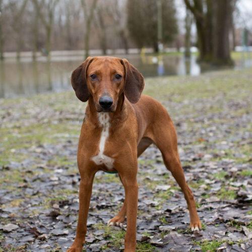 Enlarge Alma-Jo, a Adoptable mixed breed in Duart, ON image 5/5