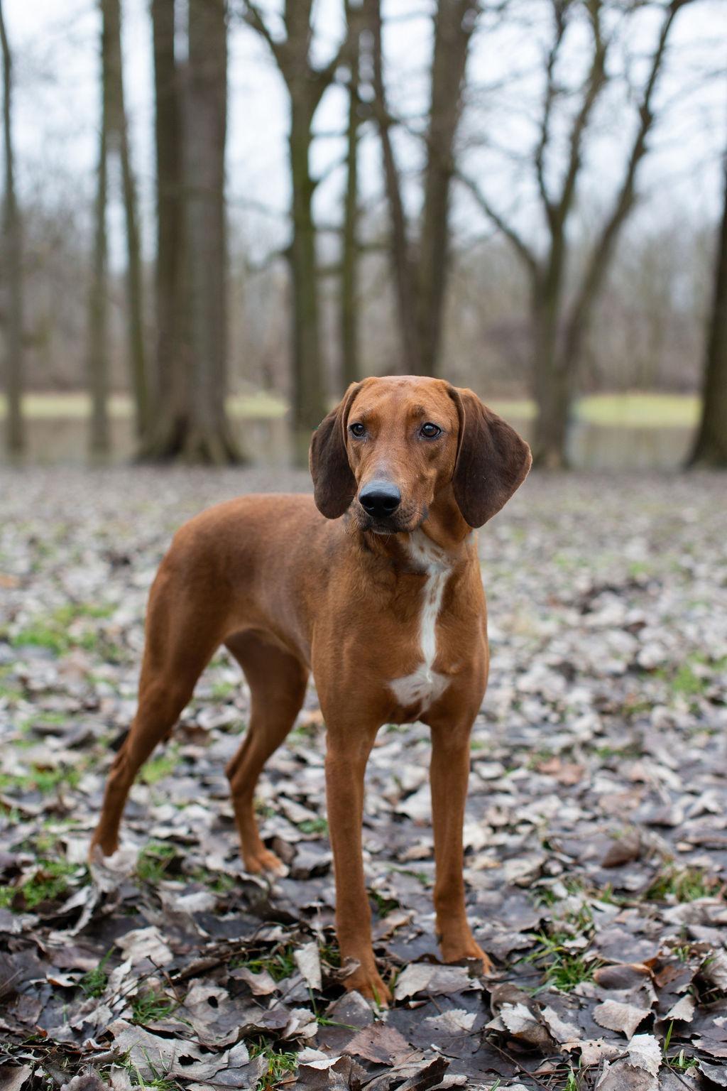 Alma-Jo, a Adoptable mixed breed in Duart, ON image 5/5