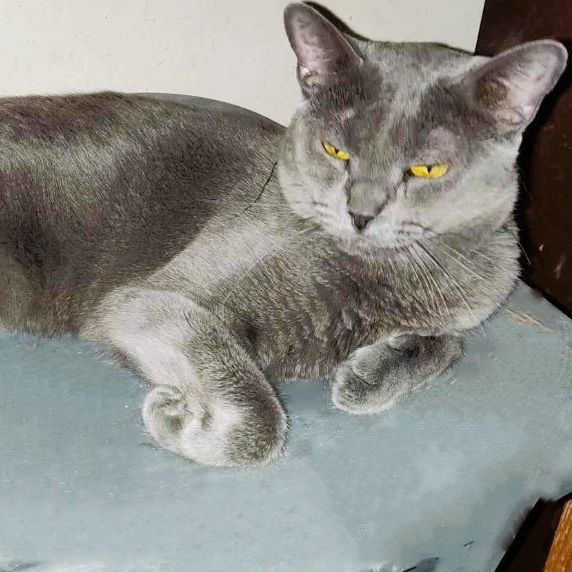 Ziggy, Adopted, Adult Male Russian Blue.