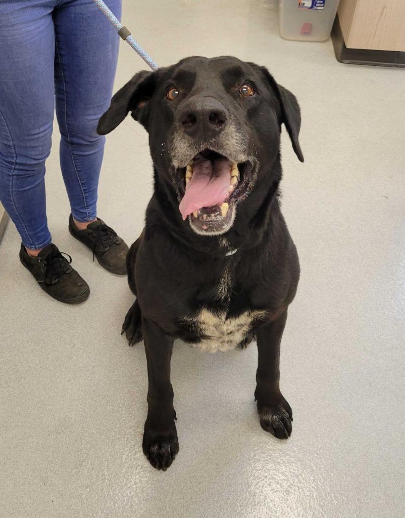 Mango, Adoptable, Adult Male Labrador Retriever & Great Dane.