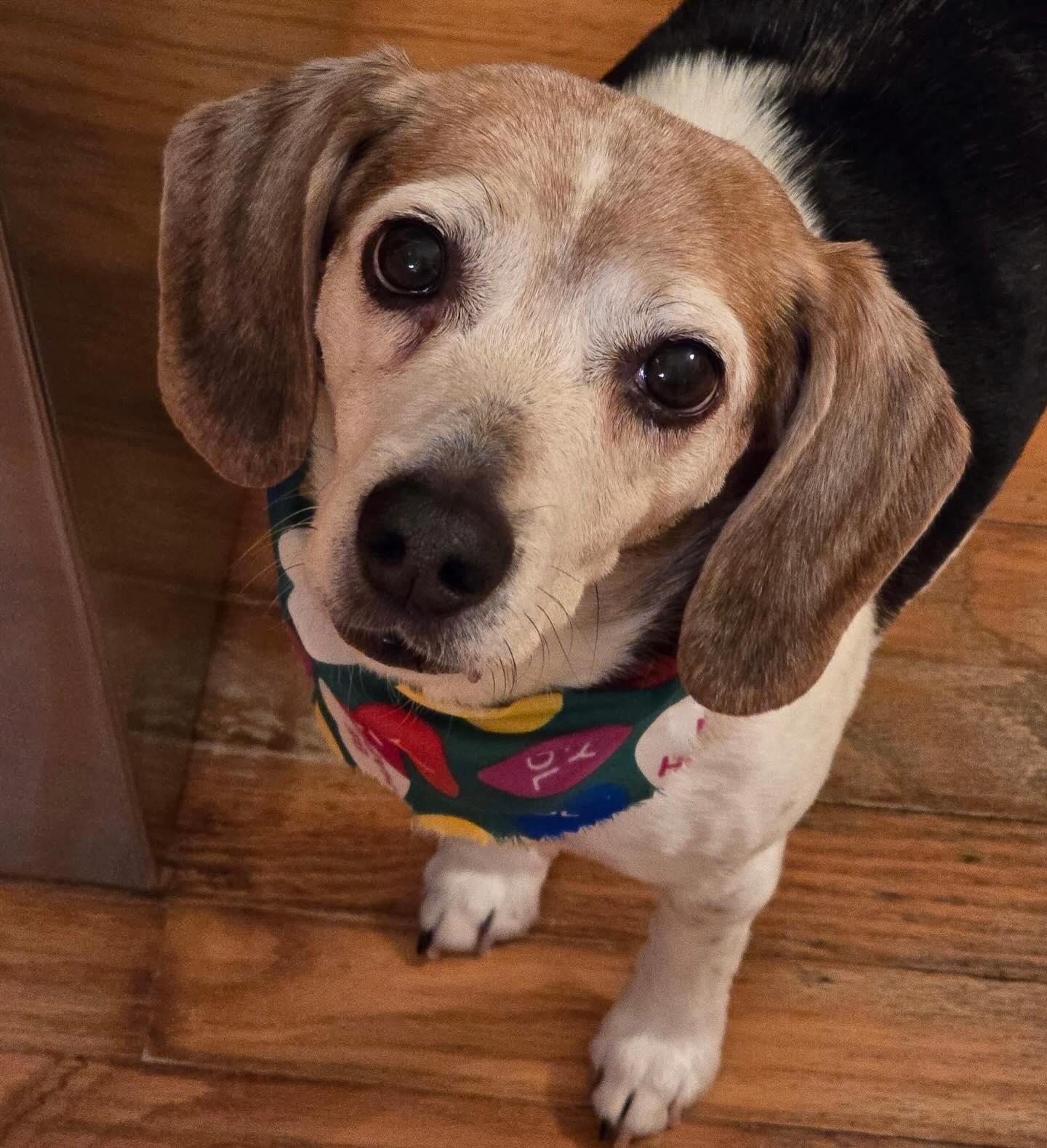 Enlarge Amaretto, an adopted Beagle in Raleigh, NC image 2/5