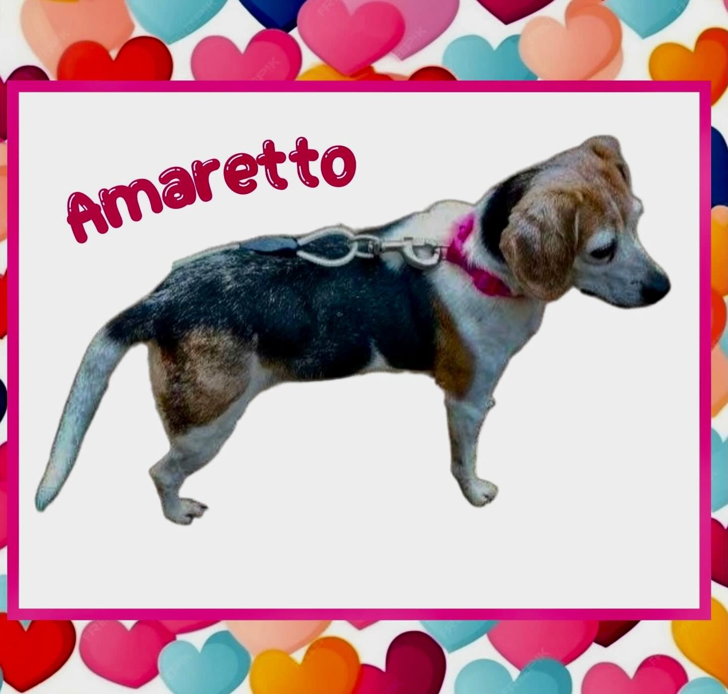 Enlarge Amaretto, an adopted Beagle in Raleigh, NC image 3/5
