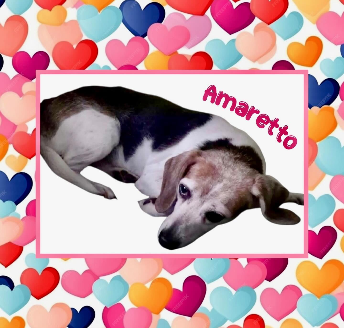 Enlarge Amaretto, an adopted Beagle in Raleigh, NC image 4/5