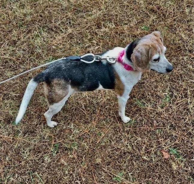 Enlarge Amaretto, an adopted Beagle in Raleigh, NC image 5/5