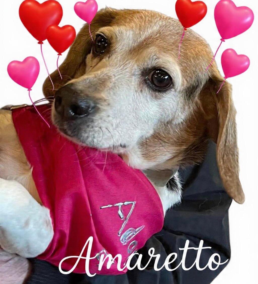 Amaretto, adopted, Senior Female Beagle.