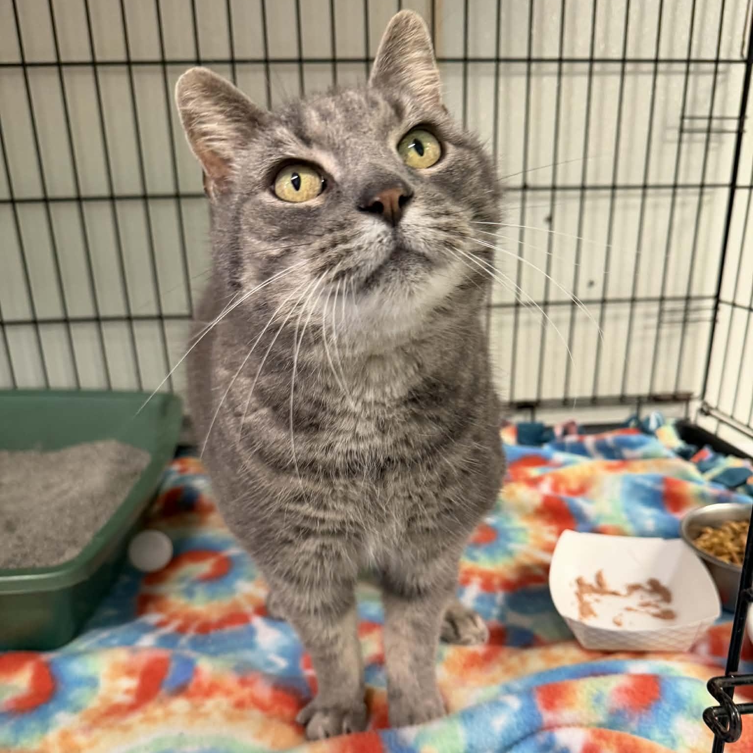 Enlarge Big Guy, a ADOPTABLE Domestic Short Hair in Martinsville, IN image 2/3