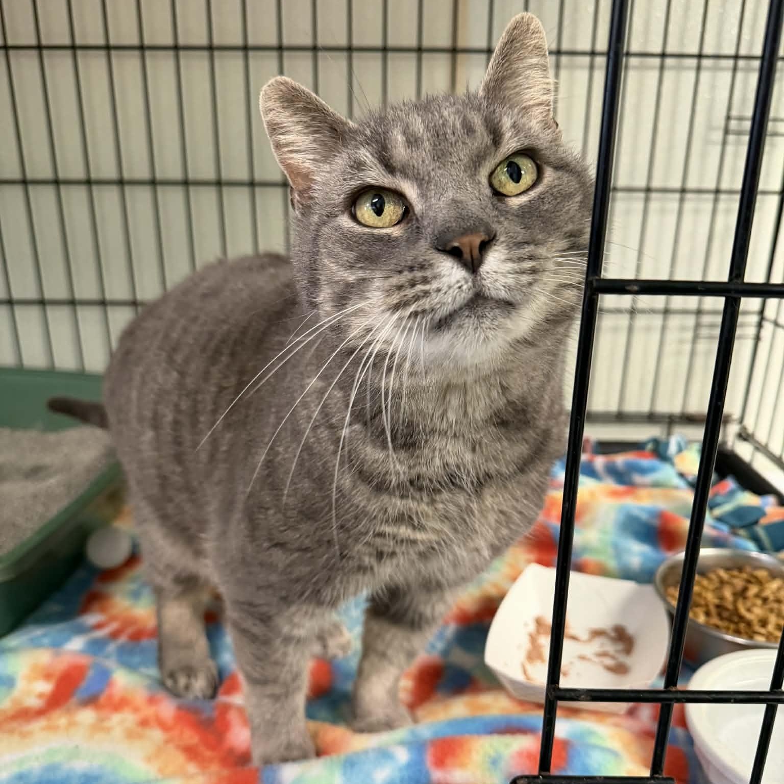 Enlarge Big Guy, a ADOPTABLE Domestic Short Hair in Martinsville, IN image 3/3