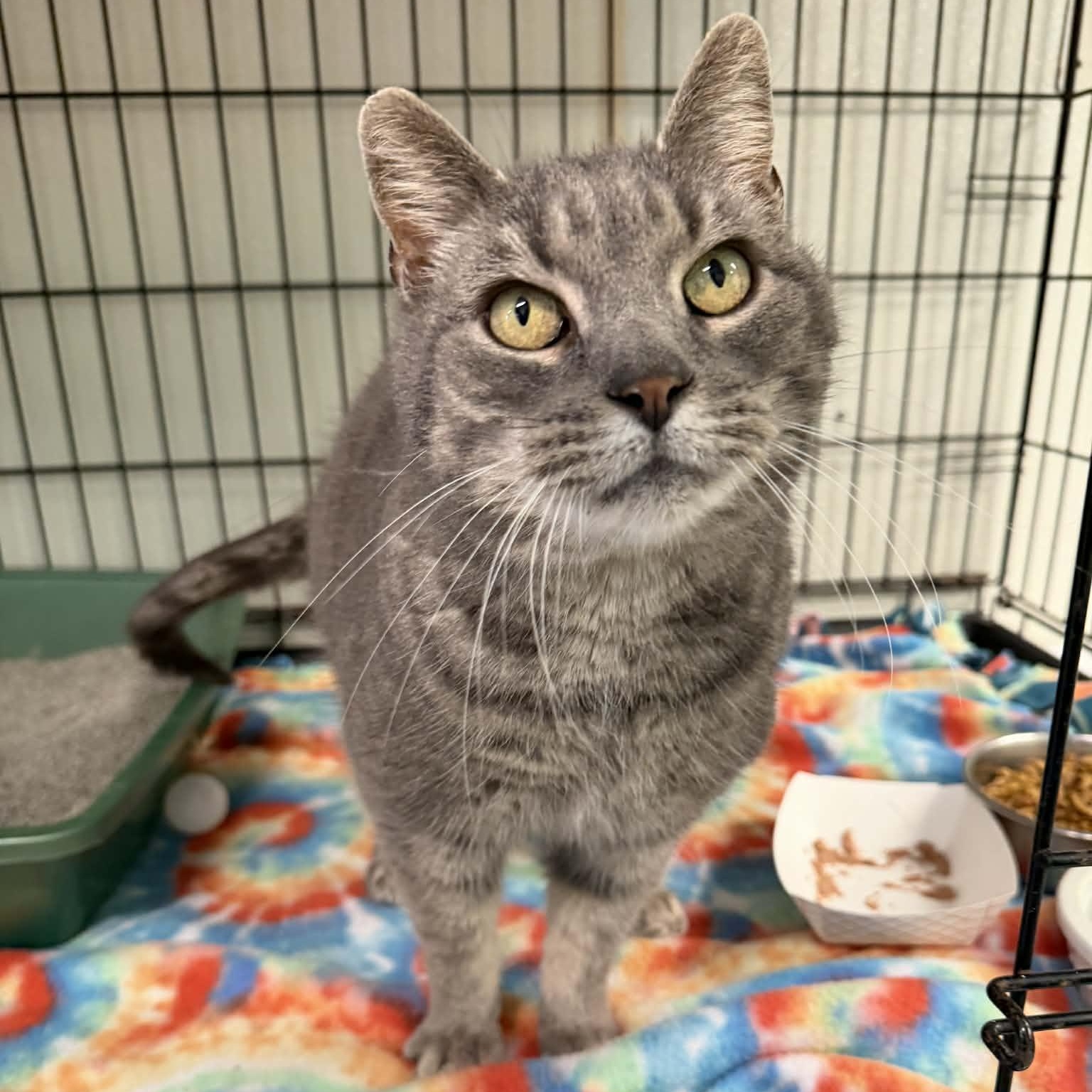 Enlarge Big Guy, a ADOPTABLE Domestic Short Hair in Martinsville, IN image 1/3